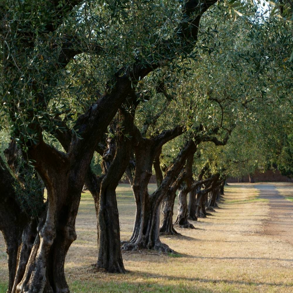 Olive grove in the Mediterranean